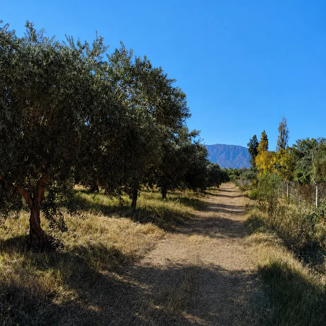 Olivar en Andalgalá, Catamarca