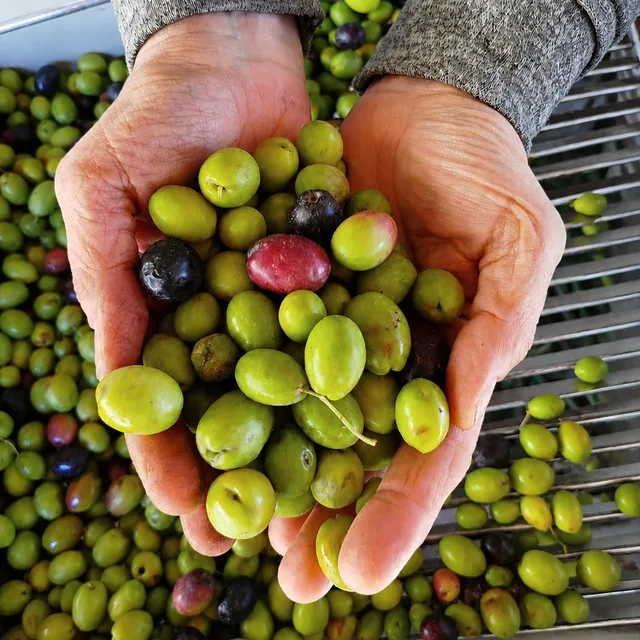 Cosecha de aceitunas