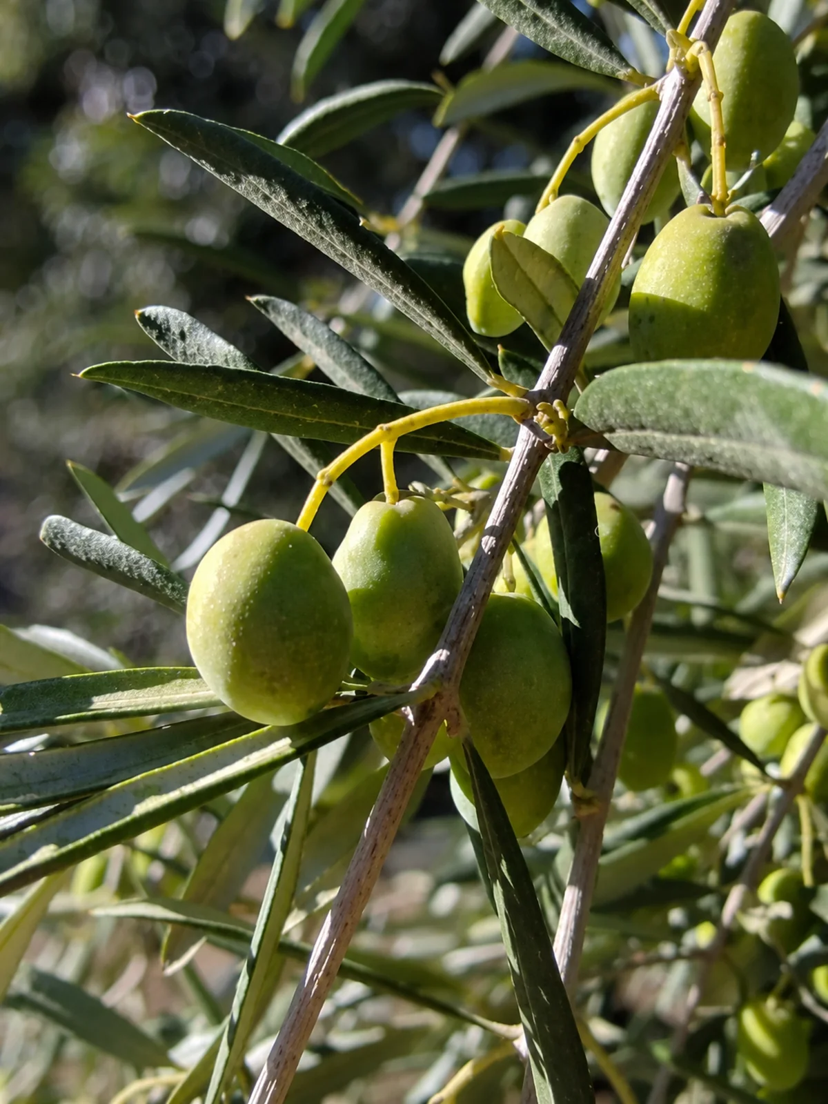 Aceite de oliva virgen extra RaSel